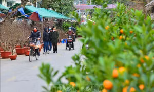 Rộn ràng chợ hoa Tết Hà Giang