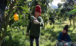 Sơn La xuất khẩu 30 tấn xoài sang thị trường Hoa Kỳ