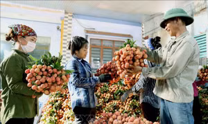 Kết nối sản phẩm tiêu dùng của Việt Nam sang thị trường Trung Quốc