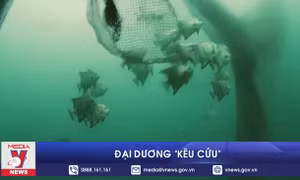 Đại dương 'kêu cứu'