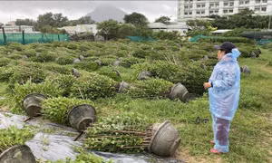 Hoa Tết ở Phú Yên đổ rạp trong gió mùa Đông Bắc