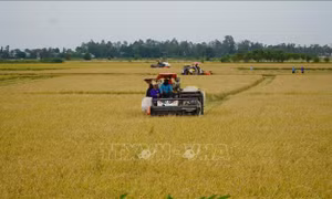 Nông dân tất bật thu hoạch lúa, chuẩn bị đón mùa nước nổi