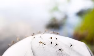 Muỗi đực cũng có thể hút máu