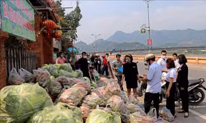 Tiêu thụ nông sản trong tình huống khẩn cấp - Bài 3: Nông sản vượt bão dịch