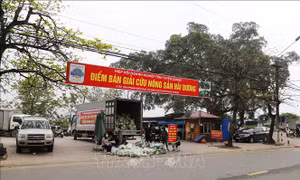 Tiêu thụ nông sản trong tình huống khẩn cấp - Bài 2: Hệ quả từ đối lập tư duy