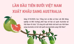 Lần đầu tiên bưởi Việt Nam xuất khẩu sang Australia