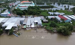 Cà Mau: Sạt lở diễn biến phức tạp ở bờ sông Gành Hào