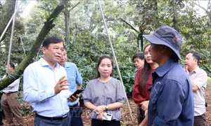 Tháo gỡ 'điểm nghẽn' về mã số vùng trồng sầu riêng - Bài cuối: 'Cuộc đua' tốc độ trước thềm mùa vụ