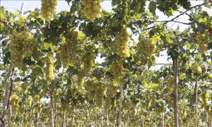 Phát triển kinh tế xanh - tuần hoàn từ sản phẩm OCOP