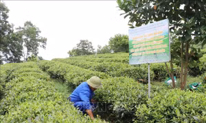 Chìa khóa để chè Thái Nguyên hội nhập