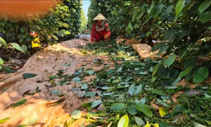 Gia Lai vực dậy vị thế cây 'vàng đen'