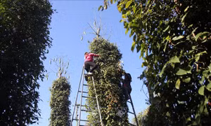 Mùa thu hoạch, người trồng tiêu lại lo về giá