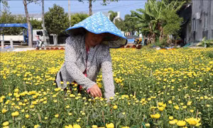Vắng thương lái, người trồng hoa Tết lo lắng
