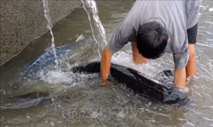 Khô hạn đe dọa thủ phủ nuôi cá tầm của Lâm Đồng