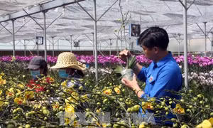 Lập nghiệp trên vùng đất cao nguyên 