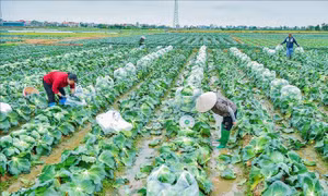 Rau vụ Đông sớm tiêu thụ thuận lợi, giá bán cao