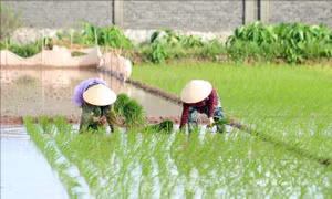 Gần 99% diện tích đã có nước gieo cấy vụ Đông Xuân