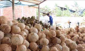 Giá dừa khô nguyên liệu lập đỉnh mới