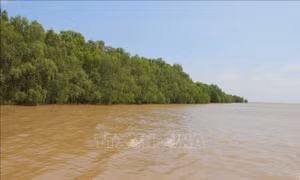 Đánh thức tiềm năng 'viên ngọc xanh' nơi hạ lưu sông Hậu
