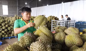 Siết chất lượng, minh bạch nguồn gốc sầu riêng xuất khẩu
