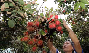 Đột phá trong xây dựng nông thôn mới - Bài 3: Kinh nghiệm tháo gỡ tiêu chí 'thu nhập'