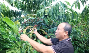 Giá tăng, cơ hội để nông dân tái canh cây cà phê