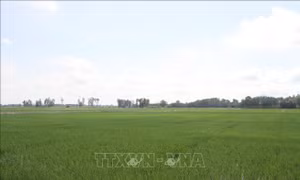 Không tuân thủ khuyến cáo, hàng nghìn ha lúa ở Bạc Liêu đang chờ mưa 'giải cứu'