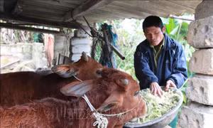 Sức sống mới trên vùng biên cương Lạng Sơn