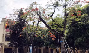 Cần khảo sát, đánh giá chất lượng cây xanh trong trường học trước khi chặt hạ
