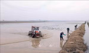 Vận hành tối đa công suất để lấy nước đổ ải vụ Đông Xuân