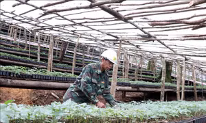 Sâm Ngọc Linh - 'Quốc bảo' tạo sinh kế cho dân