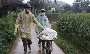 Yên Bái tiêu hủy lợn nhiễm dịch tả lợn châu Phi
