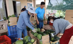 Nông dân, hợp tác xã 'vào guồng' sản xuất sau Tết