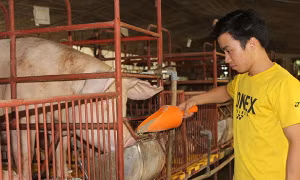 Đồng Nai: 'Bỏ ngỏ' kiểm soát môi trường tại hàng ngàn hộ chăn nuôi nhỏ lẻ
