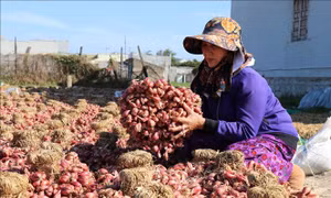 Nông dân kỳ vọng vụ hành Tết bội thu