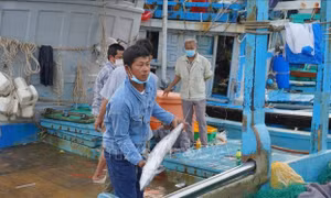 Ngư dân trúng lộc biển cuối năm