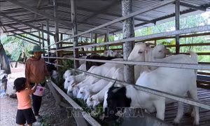 Những điểm sáng trong phong trào phụ nữ dân tộc phát triển kinh tế ở Đồng Nai