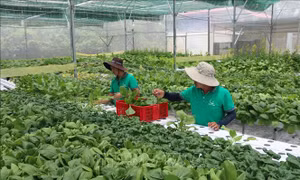 Nhân 90 năm thành lập Hội Nông dân Việt Nam 14/10: Sức mạnh từ cơ sở Hội 