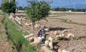 Phát triển vật nuôi theo đặc thù khí hậu