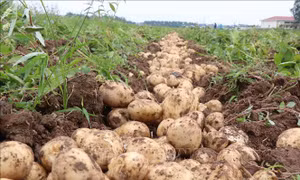 'Mùa vàng' trên cánh đồng vụ Đông