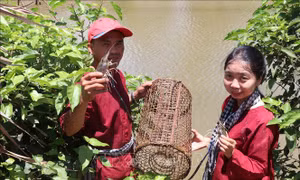 Đánh thức tiềm năng du lịch nơi 'Ba đảo dừa xanh' - Bài cuối: Xây dựng thương hiệu du lịch xứ Dừa