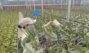 Nhà vườn Lâm Đồng thận trọng xuống giống vụ hoa Tết