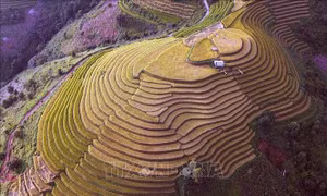 Mùa lúa chín nơi rẻo cao Bắc Yên