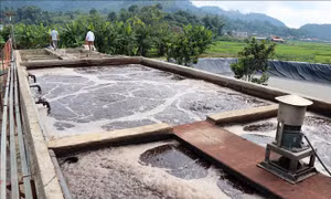 Sơn La: Tăng cường quản lý các cơ sở sơ chế cà phê ở Mai Sơn