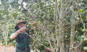Gia Lai hướng tới trở thành 'thủ phủ' mắc ca