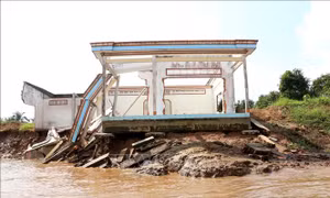 Vĩnh Long: Người dân bất an khi cồn Thanh Long bị sạt lở