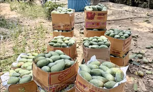 Tìm đầu ra ổn định, nâng giá trị cho trái xoài
