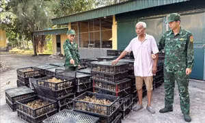 Phát hiện vụ vận chuyển 18.000 con gà giống không rõ nguồn gốc