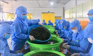Khánh Hòa phấn đấu 11.500 lao động có việc làm trong năm 2023
