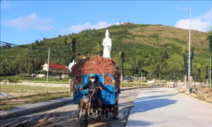 Hạ tầng thiết yếu nâng cao đời sống người dân vùng bãi ngang ven biển, miền núi